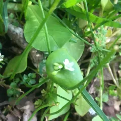 miner's lettuce thumbnail 4