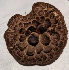 shingled hedgehog thumbnail 4