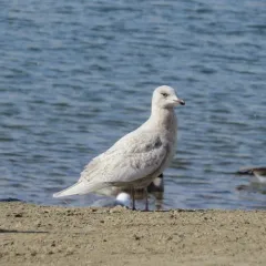 Iceland Gull thumbnail 3