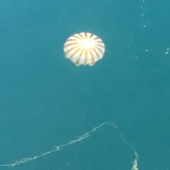 Northern Sea Nettle thumbnail 3