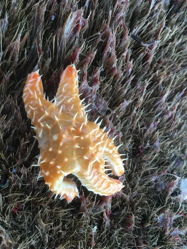 Northeastern Pacific Sea Star