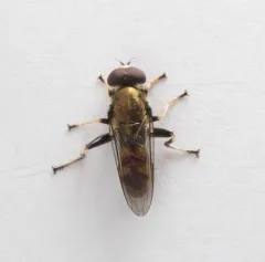 Four-spotted Leafwalker thumbnail 3