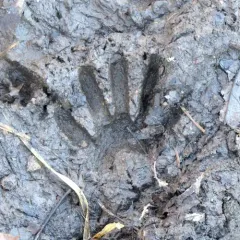 Common Raccoon thumbnail 4