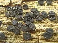 Patellaria atrata thumbnail 2