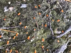 moss club thumbnail 4