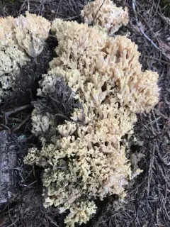 Ramaria rasilispora thumbnail 2
