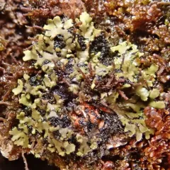 Orange-cored Shadow Lichen thumbnail 2