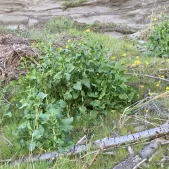field mustard thumbnail 2
