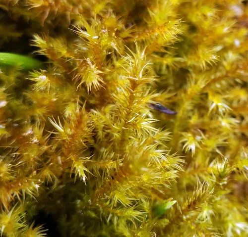 Yellow Starry Fen Moss