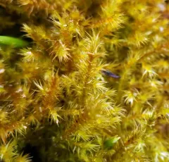 Yellow Starry Fen Moss thumbnail 1