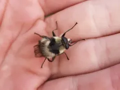 Kincaid's Bumble Fly thumbnail 1
