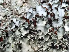 Powder-Edged Ruffle Lichen thumbnail 2