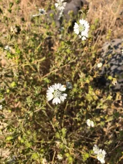 Hayfield Tarweed thumbnail 4