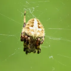 Spotted Orbweaver thumbnail 3