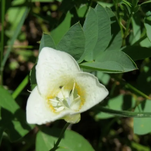 Baker's Mariposa Lily