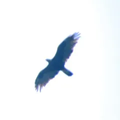 Golden Eagle thumbnail 2