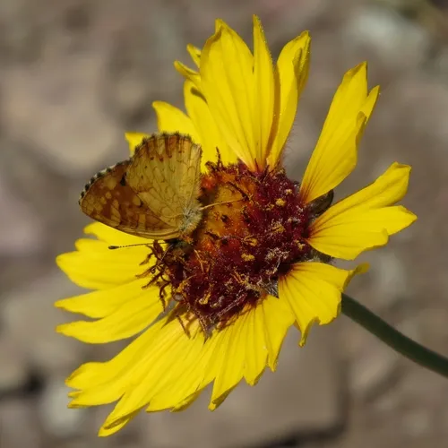 great blanketflower