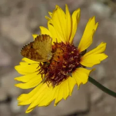 great blanketflower thumbnail 1