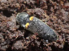 Ampedus semicinctus thumbnail 1