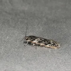 Gelechia lynceella thumbnail 2
