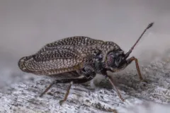 moss lacebug thumbnail 2