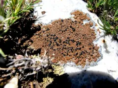 Brown Tile Lichen thumbnail 1