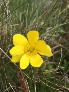California buttercup thumbnail 2