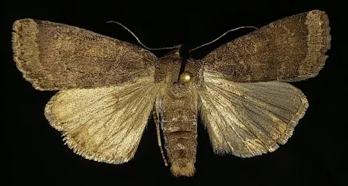 Abagrotis variata