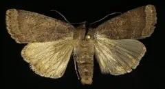 Abagrotis variata thumbnail 1