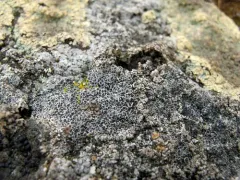 hoary cobblestone lichen thumbnail 3