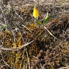 yellow fritillary thumbnail 4