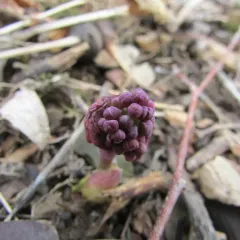 early meadow-rue thumbnail 3