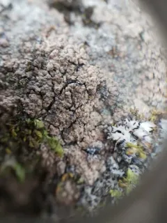 Western Crepes thumbnail 2