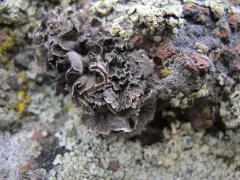 Blushing Rock Tripe thumbnail 4