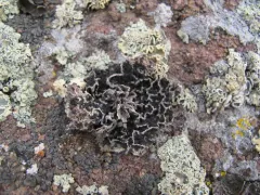 Lesser Salted Rocktripe Lichen thumbnail 2