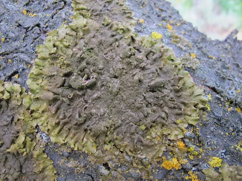Elegant Camouflage Lichen
