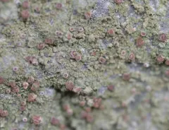 Tricolor Bacidia thumbnail 2