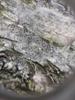 Catillaria nigroclavata thumbnail 4