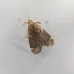 Red-shawled Moth thumbnail 2