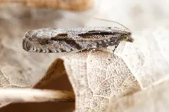 Black Dash Epinotia Moth thumbnail 1