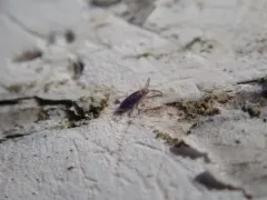 Damp Grain Springtail thumbnail 3