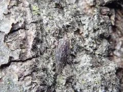 Liocratus moniliferae thumbnail 1