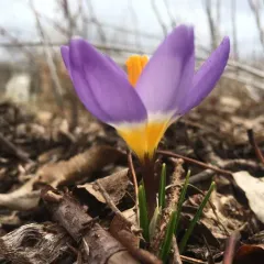 Crocus sublimis thumbnail 3