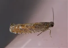 Pale Apple Leafroller Moth thumbnail 2