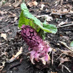 Common Butterbur thumbnail 2