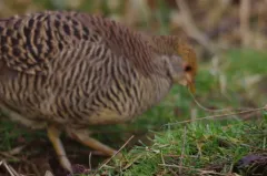Golden Pheasant thumbnail 4
