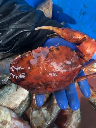 Red Deepsea Crab