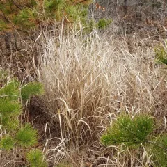 switchgrass thumbnail 3
