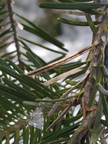 Lirula nervata