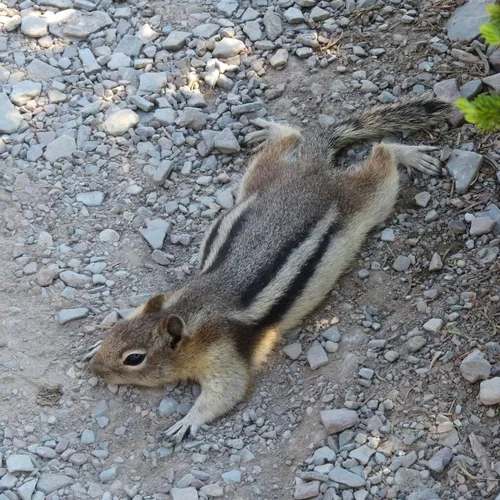 Common Golden-mantled Ground Squirrel